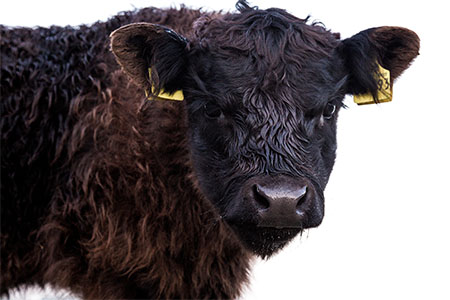 Was ist galloway-leasing?