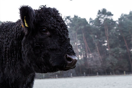 Was ist galloway-leasing?